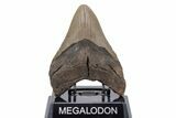 Fossil Megalodon Tooth - North Carolina #219960-2